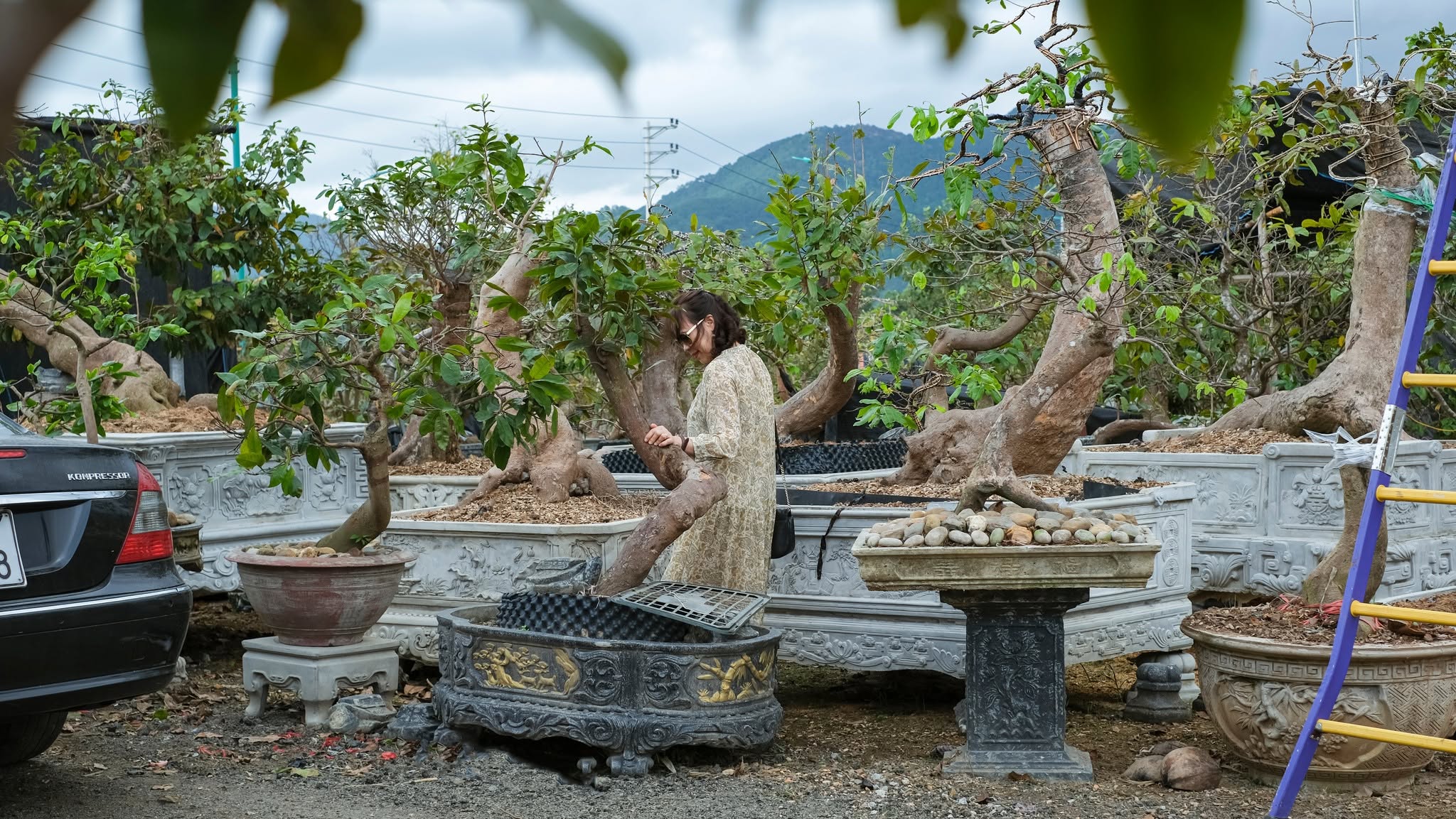 Không gian cây mai lâu năm tại Vườn Mai Đại Phúc