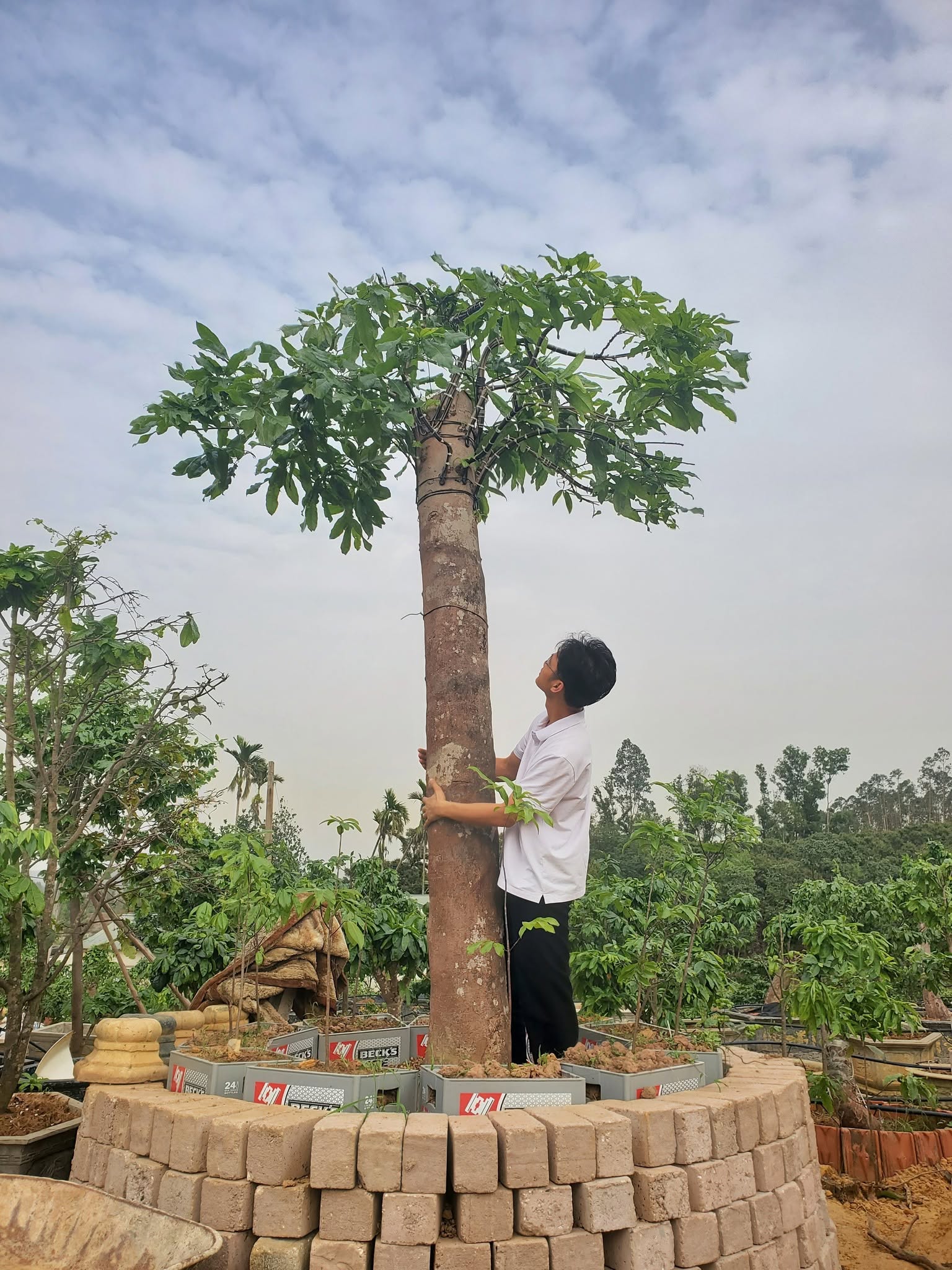 Chăm sóc cây mai thân lớn tại vườn